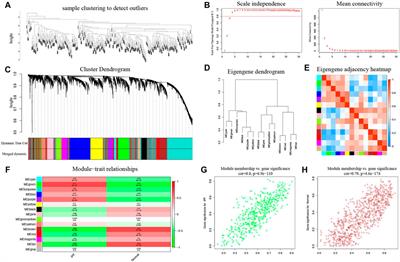 Identification of Hub Genes and Pathways Associated With Idiopathic Pulmonary Fibrosis via Bioinformatics Analysis